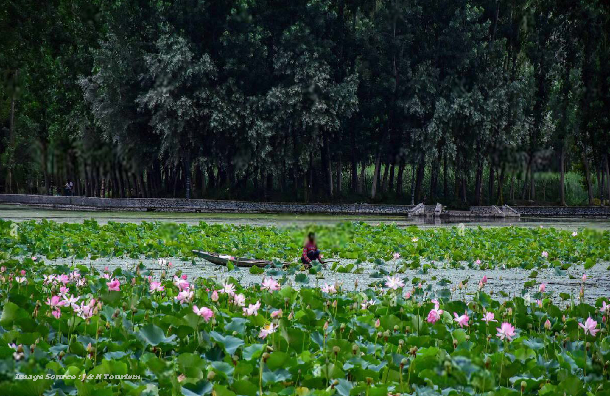 Whispering Waters of Manasbal: A Serene Retreat in Kashmir
